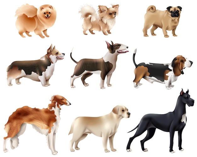 Vecteur gratuit jeu d'icônes de races de chien