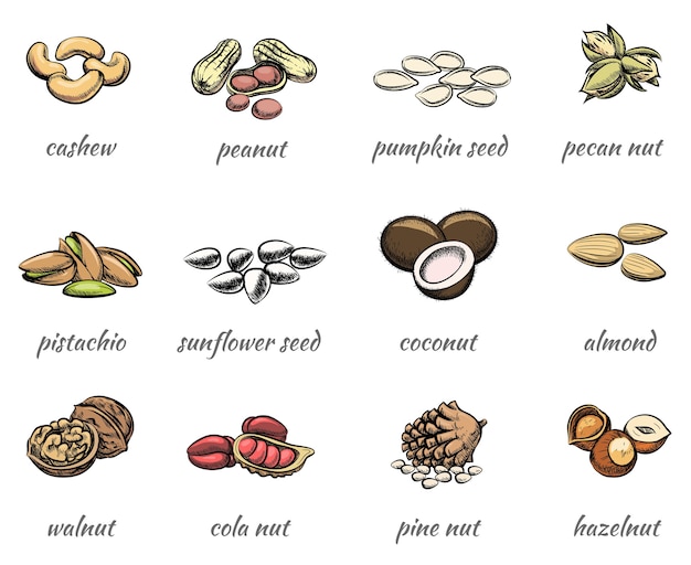 Jeu de noix de vecteur. Nourriture arachide et noisette, graines et noix, amande et pistache