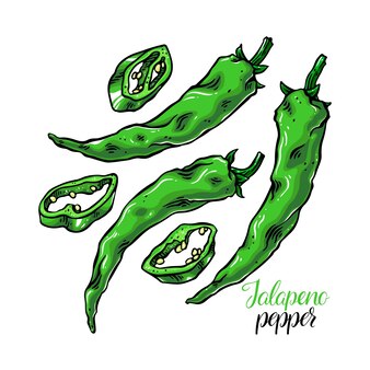 Joli ensemble de piments jalapenos. illustration dessinée à la main