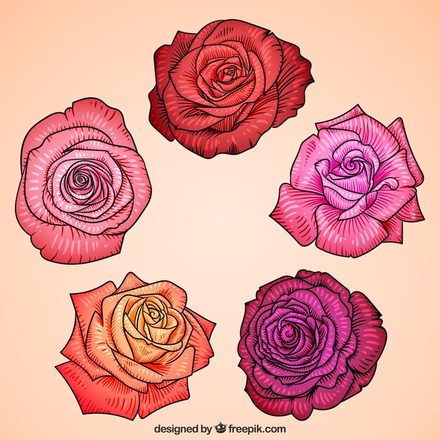 Jolie collection de roses dessinées à la main