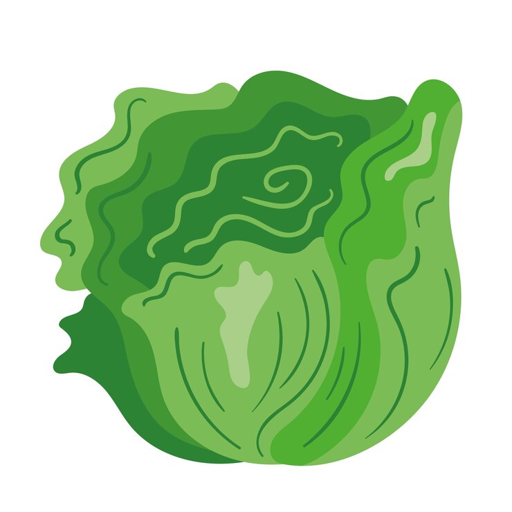 Vecteur gratuit laitue végétale biologique