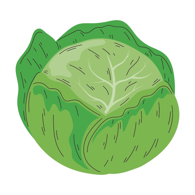 Vecteur gratuit légumes de laitue fraîches