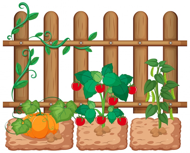 Vecteur gratuit des légumes qui poussent dans le jardin sur fond blanc