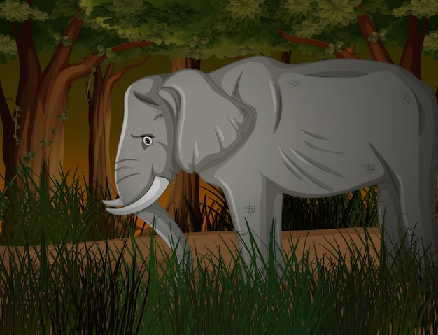 Éléphant maigre dans la forêt sombre