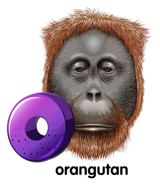 Vecteur gratuit une lettre o pour orang-outan