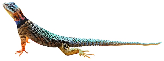 Un lézard