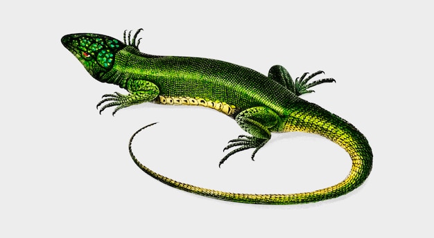 Lézard