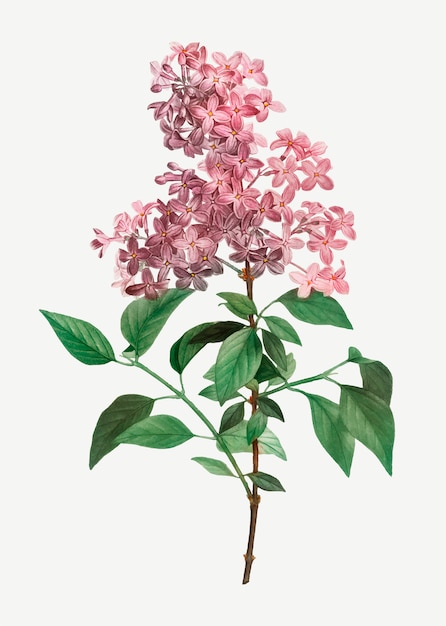 Lilas chinois