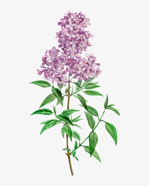 Vecteur gratuit lilas persan en fleurs