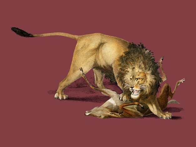 Lion mangeant un cerf