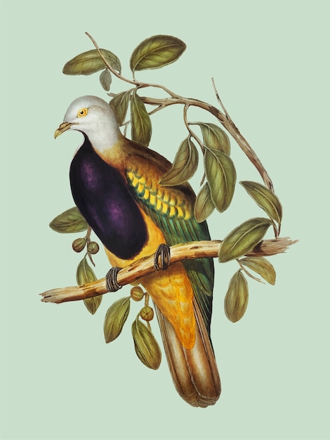 Magnifique illustration de pigeon aux fruits