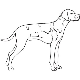 Main de chien braque allemand esquissée dessin vectoriel