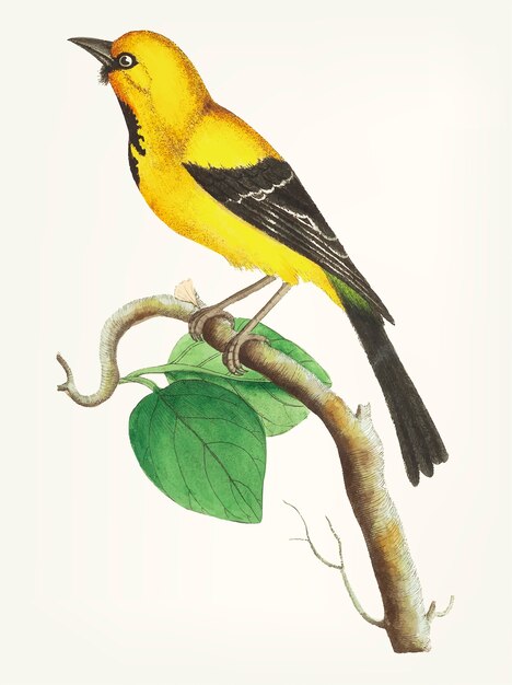 Main dessinée de moindre banane-oiseau