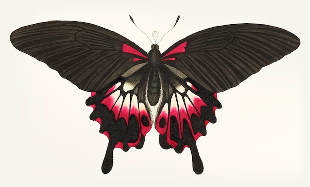 Main dessinée de papillon brun caudé