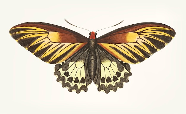 Main dessinée de papillon brun