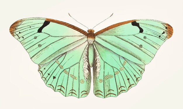 Main dessinée de papillon laertes