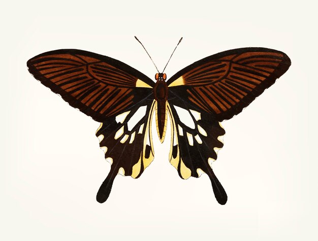 Main dessinée de papillon noir avec des ailes à queue
