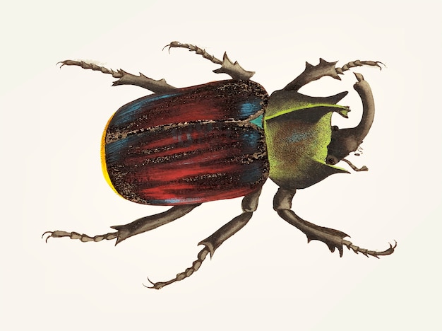 Main dessinée de scarabée noir scutellé