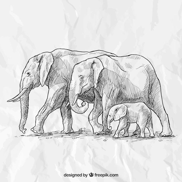 Main famille d&#39;éléphants dessinée