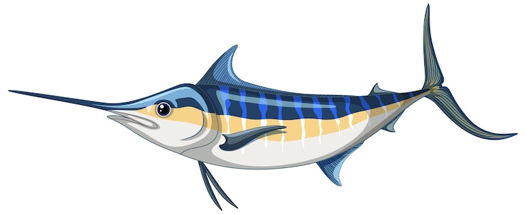 Vecteur gratuit marlin bleu de l'atlantique sur fond blanc