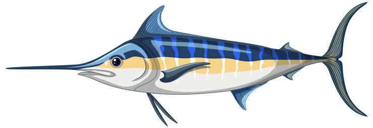 Vecteur gratuit marlin bleu de l'atlantique sur fond blanc