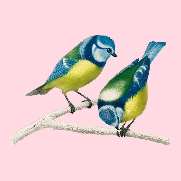 Mésange bleue d&#39;Eurasie (Cyanistes Caeruleus) illustrée par Charles Dessalines D&#39;Orbigny (1806-1876).