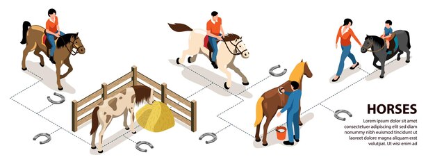 Mise en page de l'infographie des chevaux