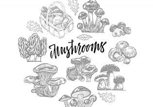 illustration de champignons