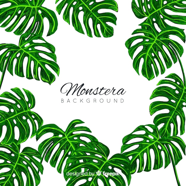 Monstera Feuilles Fond De Cadre