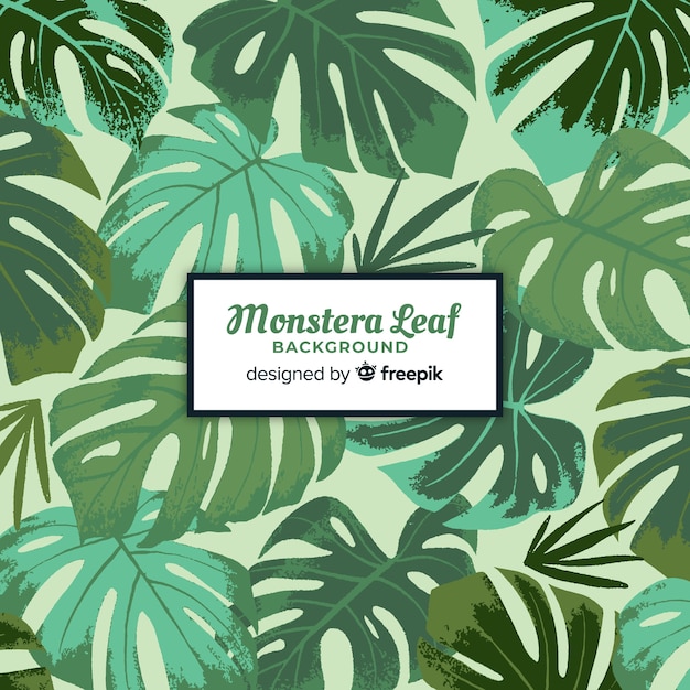 Monstera feuilles fond