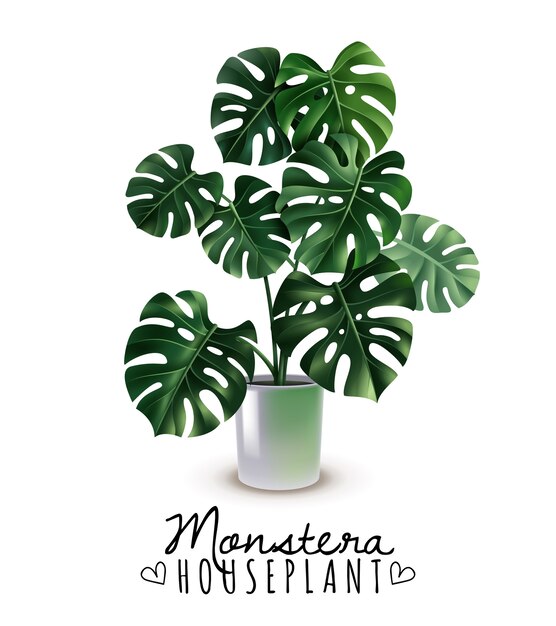 Monstera de plante d'intérieur réaliste avec des feuilles sculptées dans un pot brillant isolé sur blanc