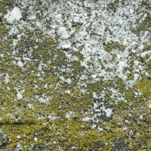 Vecteur gratuit moss texture