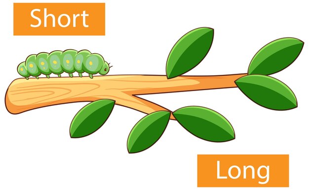 Mots adjectifs opposés avec court et long