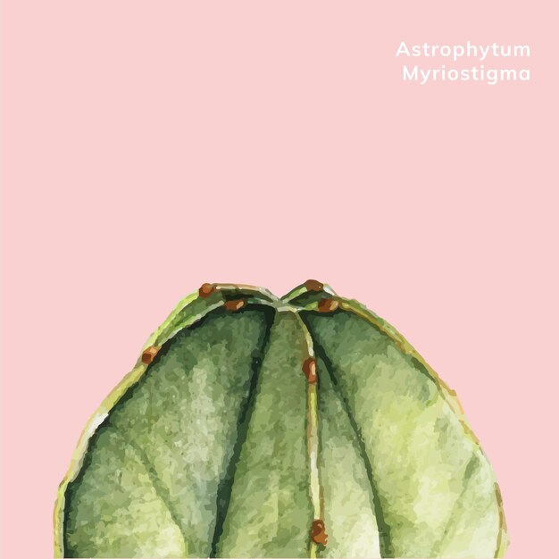 Myriostigma Astrophytum Dessiné à La Main