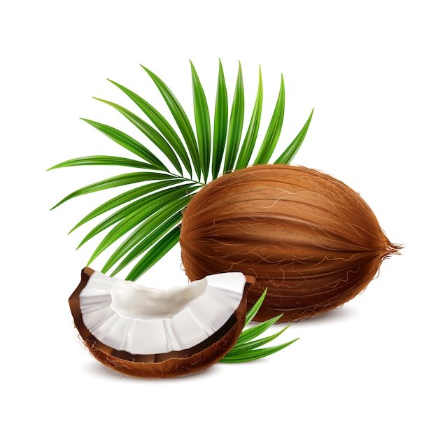 Noix de coco fraîche entière et segment avec composition réaliste gros plan de chair blanche avec illustration de feuilles de palmier