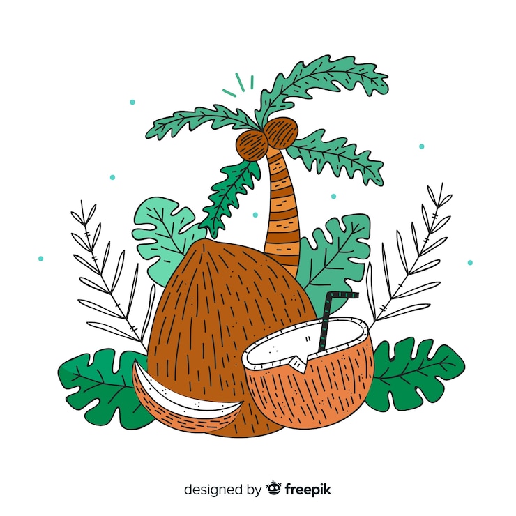Vecteur gratuit noix de coco