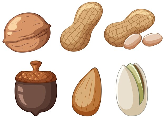De nombreux glands noix amandes cacahuètes pistaches cartoon style