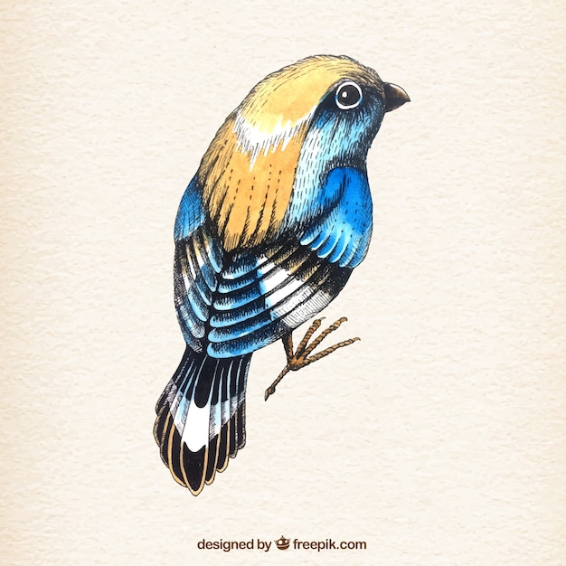 Vecteur gratuit oiseau coloré dessiné à la main