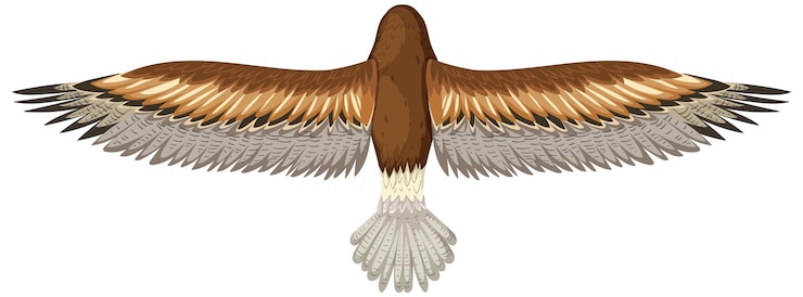 Vecteur gratuit l'oiseau majestueux en vol illustré