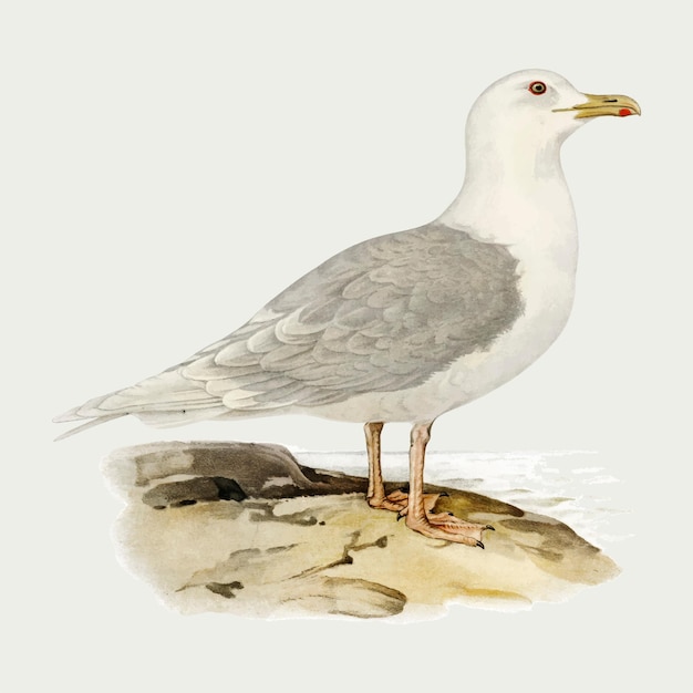 oiseau mouette d'islande dessiné à la main