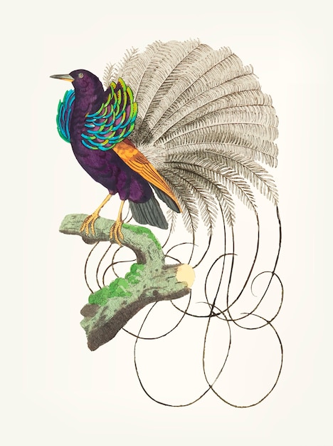 Vecteur gratuit oiseau paradis vaillantien dessiné à la main
