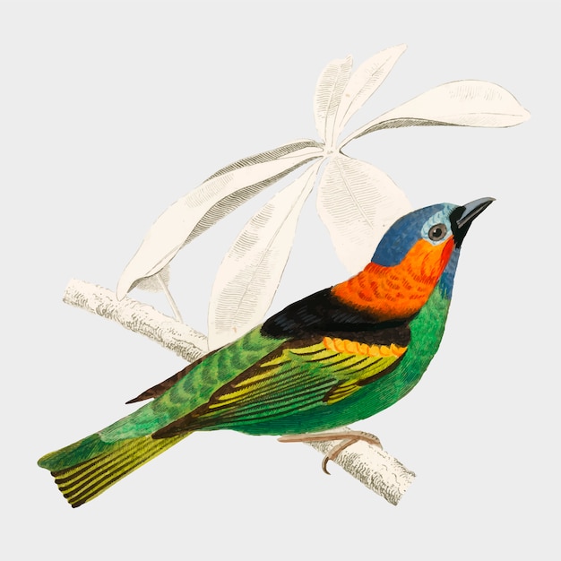 Oiseau