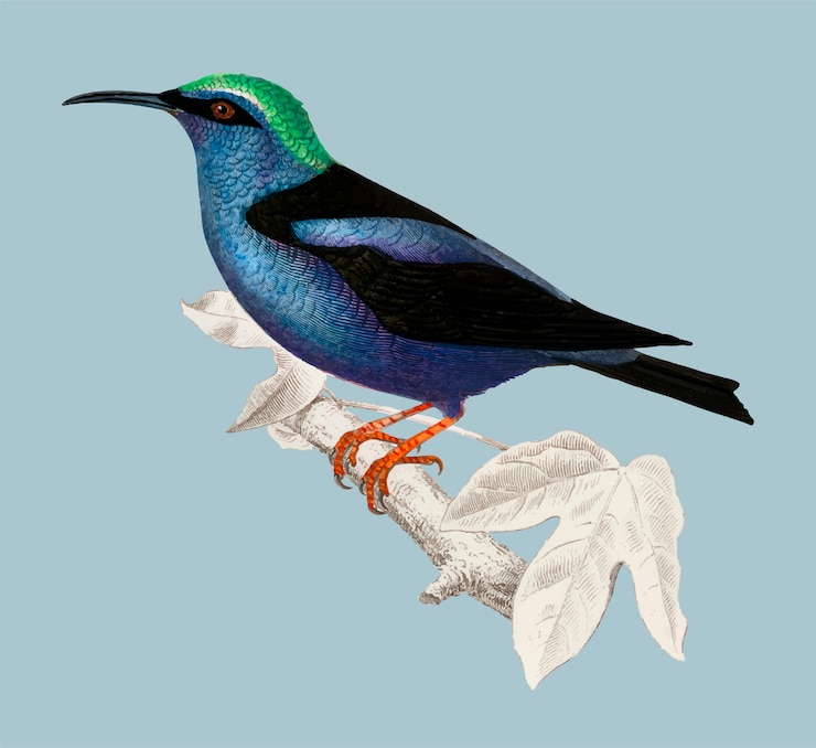 Vecteur gratuit oiseau