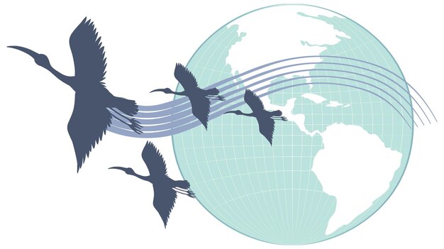 Oiseaux de cigogne silhouette volant avec la planète terre