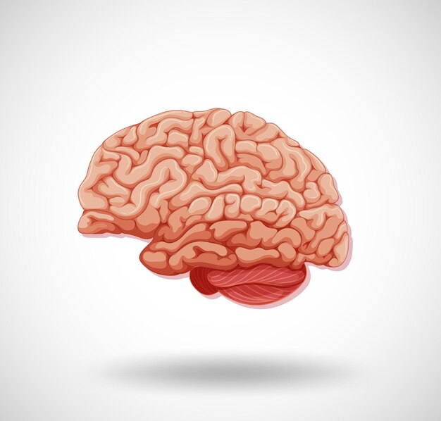 Organe interne humain avec cerveau