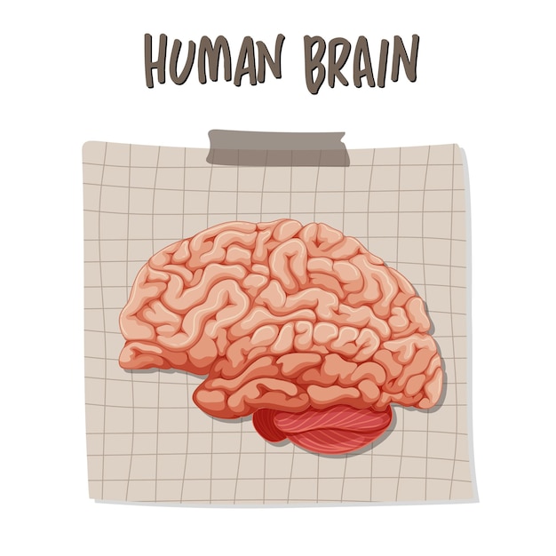 Vecteur gratuit organe interne humain avec cerveau