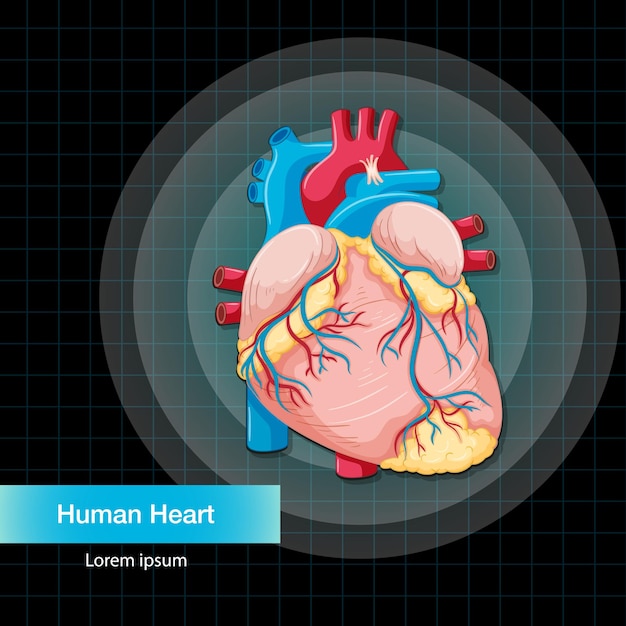 Organe Interne Humain Avec Coeur