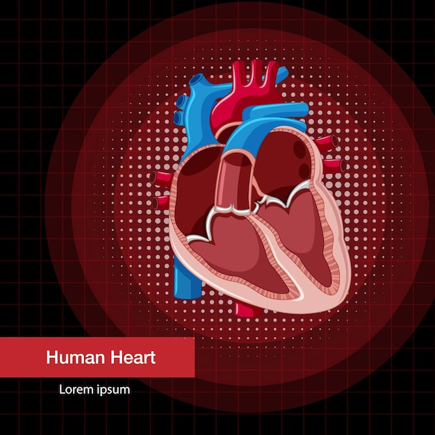 Vecteur gratuit organe interne humain avec coeur