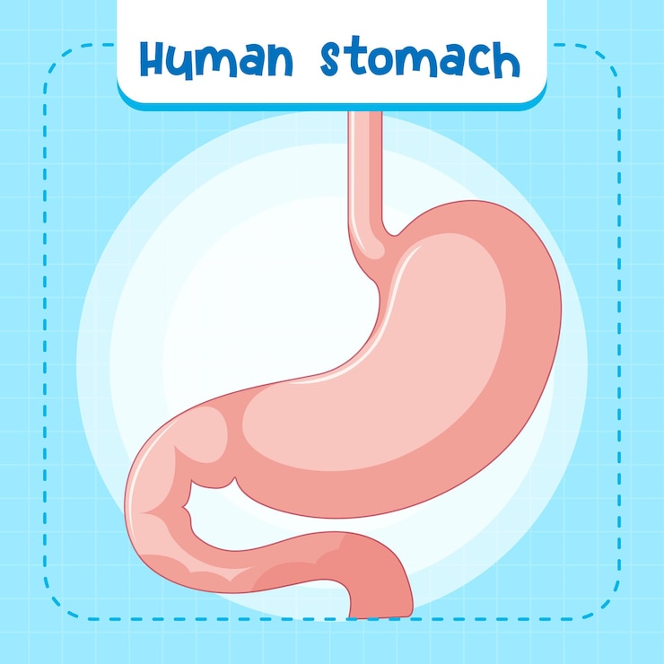 Vecteur gratuit organe interne humain avec estomac