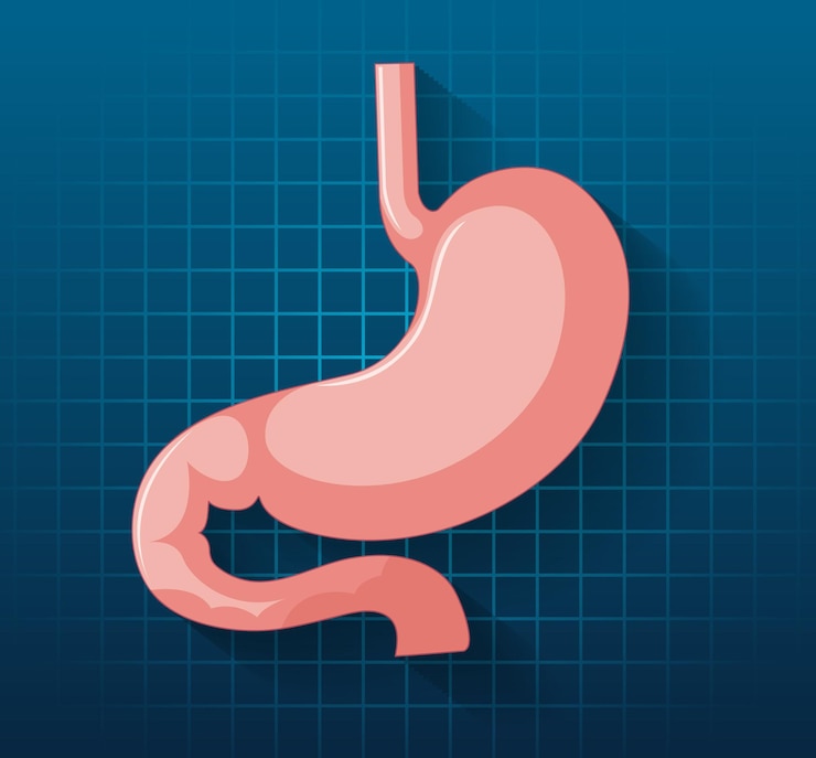 Vecteur gratuit organe interne humain avec estomac